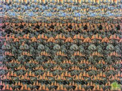 ������ô����ά����ͼƬ